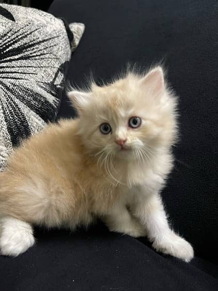 Persian Kitten Pure Bred Triple Coated Fawn And White Himaliyan 2