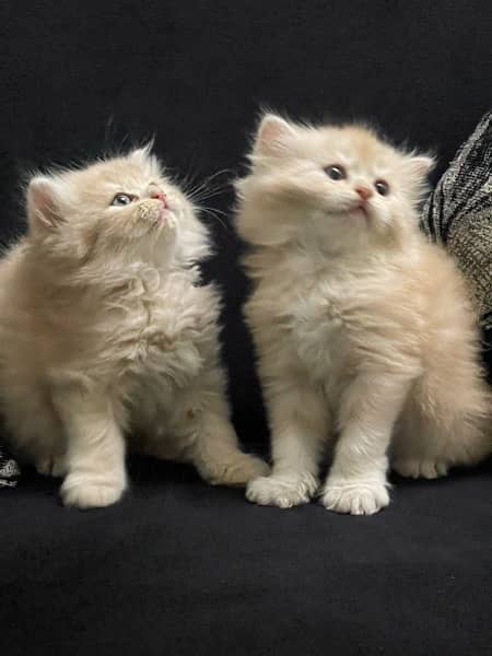 Persian Kitten Pure Bred Triple Coated Fawn And White Himaliyan 7