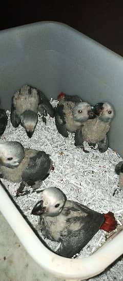 2 months african grey parrot chicks