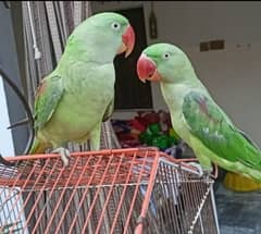 Raw Parrot, Confirm Pair. 0