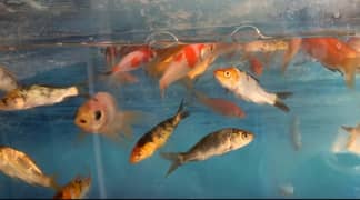 koi fish, molly fish, glass fish, shubankin fish