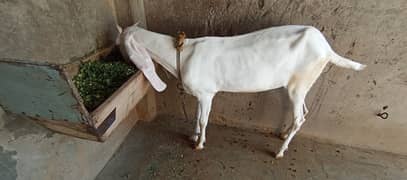 Pure Rajnpoori Female Goat