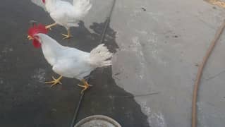 6 months white murgha for sale in 1500