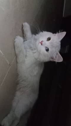 Turkish angora cat 2color eyes