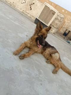 German Shepherd Male Long Coat