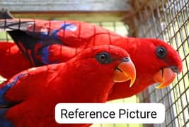 Red Mollucan Lory Pair