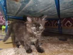 persian female kitten fir sale contact no. 03047969001