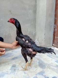 Mashallah pure japnes o shamo female available