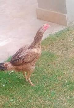 Aseel Sindhi beautiful hen for sale