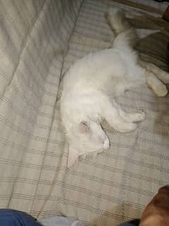 Persian kitten white 4 mounth