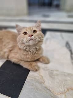 Male age 6 month Persian