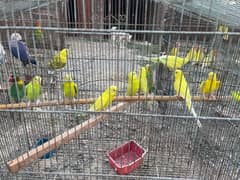 Australian budgies parrot for sale