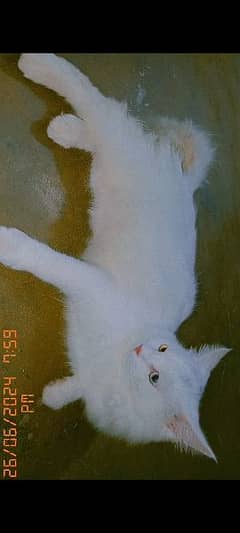 female white beautiful Persian cat with double coloured eyes