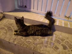 American bobtail Cat [for sale]