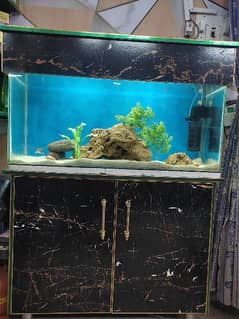 fish aquarium 0