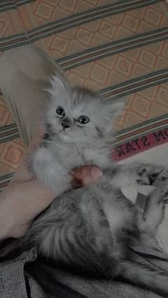 triple coated Persian kittens for sale