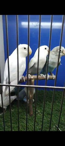 SOME LOVE BIRDS LOOKING FOR Sale 0