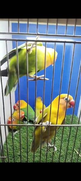 SOME LOVE BIRDS LOOKING FOR Sale 3
