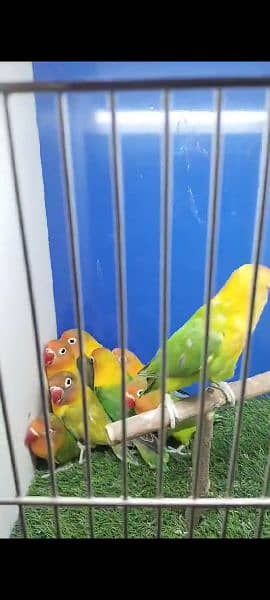 SOME LOVE BIRDS LOOKING FOR Sale 4