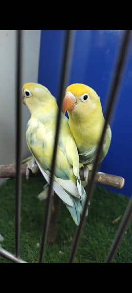 SOME LOVE BIRDS LOOKING FOR Sale 5
