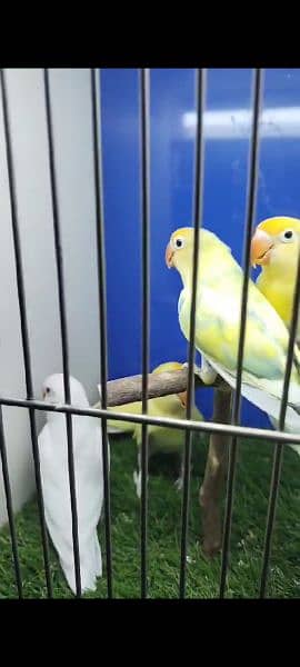 SOME LOVE BIRDS LOOKING FOR Sale 7