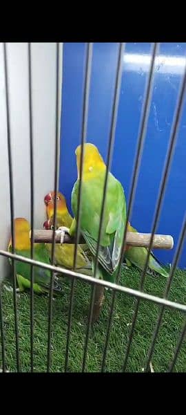 SOME LOVE BIRDS LOOKING FOR Sale 8