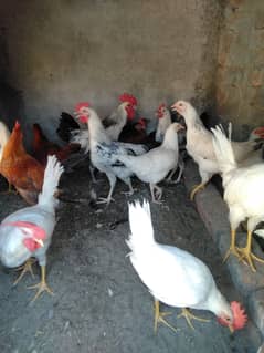 Dasi hens for sell