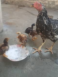 Aseel chicks for sale good bread age 3 month
