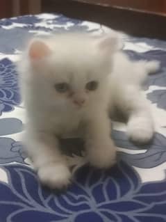 persian kitten female 0