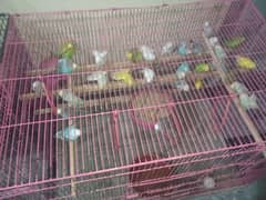 All Bird's for sale