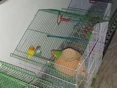 6 love bird full active three blue one fisher with albino one lutino 0