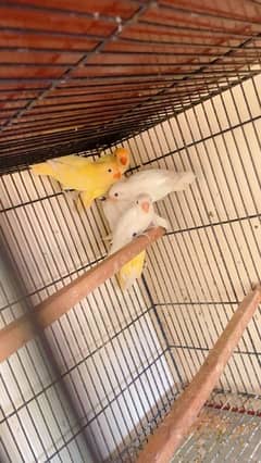 Lovebirds pathay and breeder Cremino Dacino albino red eye detal nichy 0