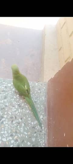 Parrot For Sale