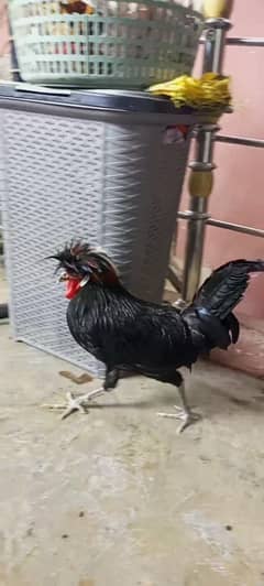 Polish hen male
