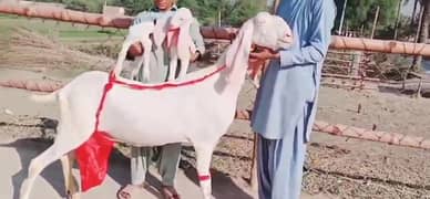 Gulabi Bakri 2 bacchon ke sath for sale WhatsApp on 0313,,4935016