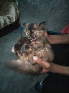 Persian triple coated female cat