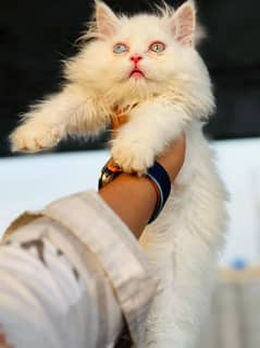 beautiful Persian Kittens 0
