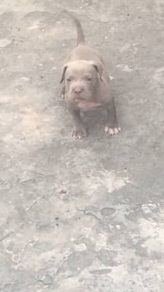 American bully female pup available