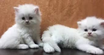 Tetra Coated Top quality Persian kittens