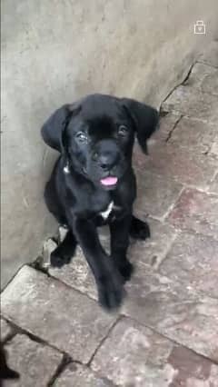 Cane corso puppy