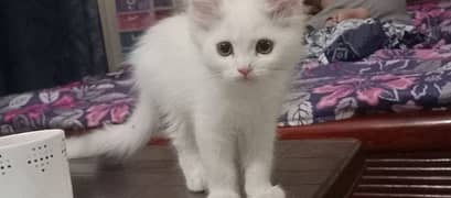 Pure Persian Double Coated Kittens Available