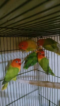 love birds (Green Opline) & Exhibition Australian budgies