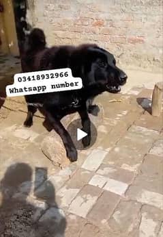 Bakarwal Dog Male Guddi Bakarwal 0