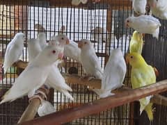 Albino red eyes creamino young and chicks available