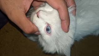 Persion cat odd eyes