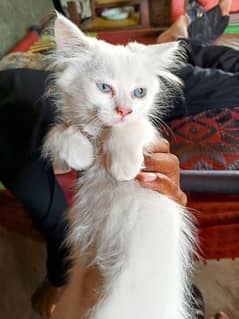 Persian cat