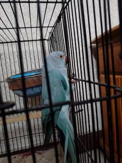 blue cockatoo