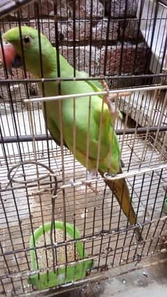 cute parrot green neck