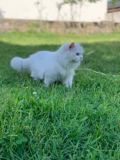 persian triple coat cat odd eyes