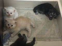 persian kittens available